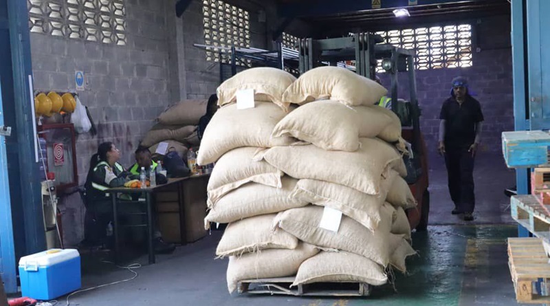 Venezuela impulsa cacao mirandino hacia Rusia con alianza estratégica